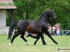 stallion Nomen (Schlesier, 1994, from Archimedes)