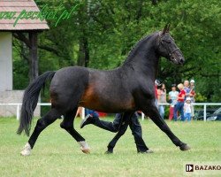 stallion Nomen (Schlesier, 1994, from Archimedes)