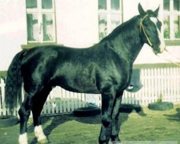 stallion Lapis (Schlesier, 1988, from Enzian)