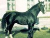 stallion Lapis (Schlesier, 1988, from Enzian)
