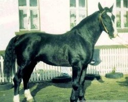 stallion Lapis (Schlesier, 1988, from Enzian 1424)