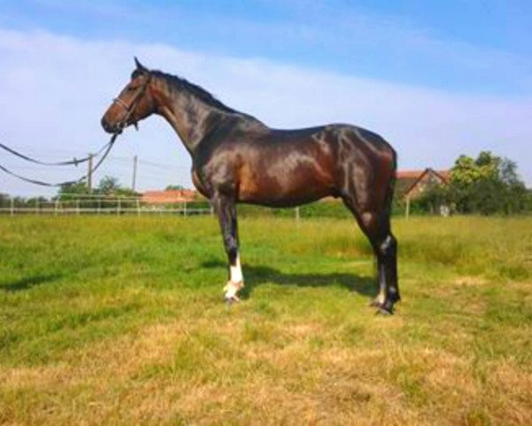 horse Pedro (Holsteiner, 2010)