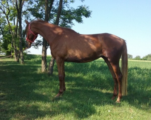 horse Szepseg (Kisber-Felver, 2010)