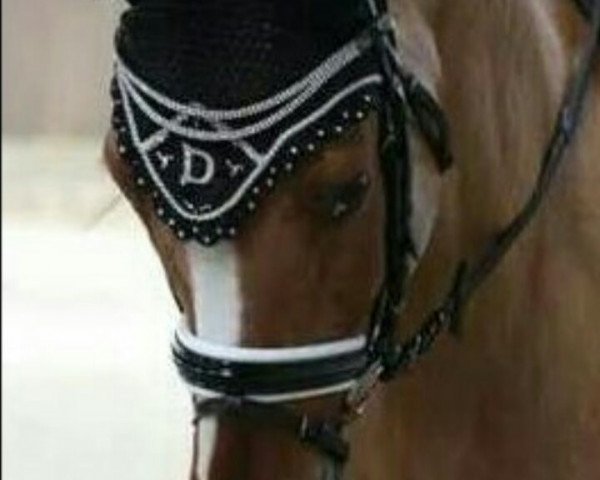 dressage horse Delemachos B (German Riding Pony, 2004, from Dornik-Double)