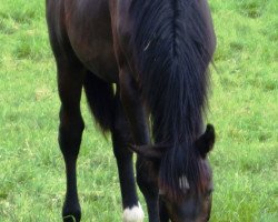 dressage horse Domingo 670 (German Sport Horse, 2014, from Birkhofs Denario)