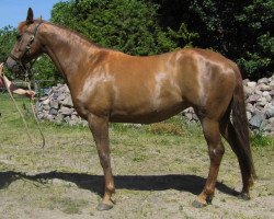 broodmare Quadriga (German Sport Horse, 2005, from Quando-Quando)