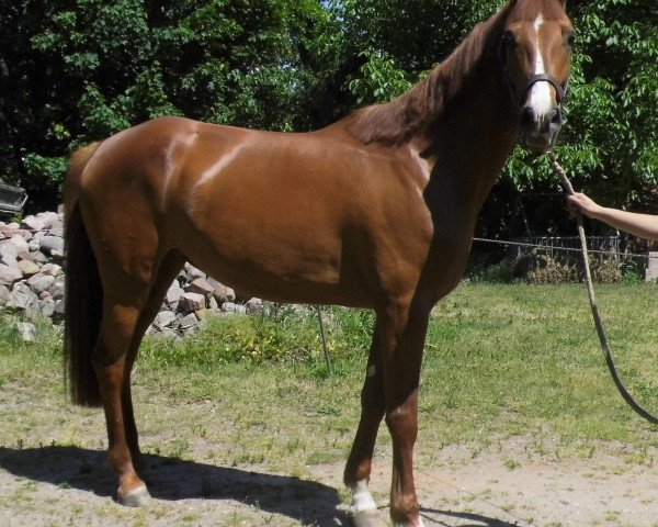 broodmare Cleopatra (German Sport Horse, 2008, from Carenzo)