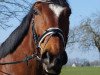 dressage horse Floran 5 (Westphalian, 2003, from Florestan I)