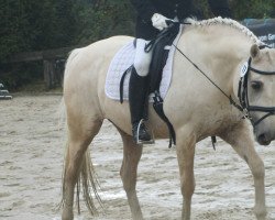 broodmare B-Midnig.Lady (German Riding Pony, 2002, from Diamant)