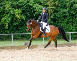 dressage horse Roncalli 132 (Rhinelander, 2007, from Royaldik)