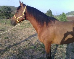 horse Remolino (sonstiges Warmblut, 2003)