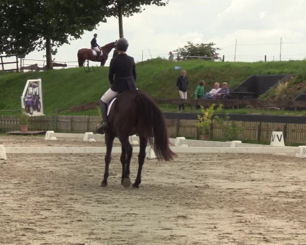 Dressurturnier Schülp / Rendsburg 2021