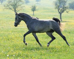 stallion PC SHAGAHLL ox (Arabian thoroughbred, 2005, from Ajm Armani ox)