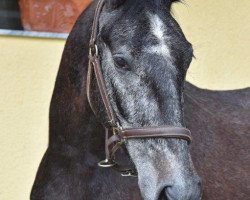 horse Siglavy Gaetana XIII (Lipizzaner)