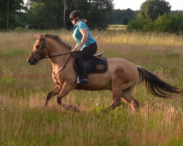 Springpferd Tamino (Deutsches Reitpony, 2010, von Tambo)