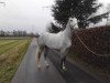 jumper Dutchpride (KWPN (Royal Dutch Sporthorse), 2008, from Untouchable)