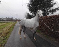 jumper Dutchpride (KWPN (Royal Dutch Sporthorse), 2008, from Untouchable)