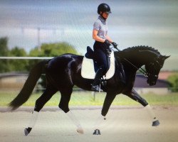 dressage horse Samba King 3 (German Warmblood, 2011, from Samba Hit IV)