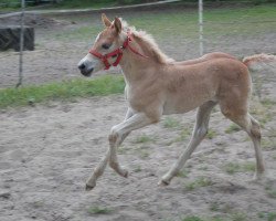 broodmare Harmonie (Haflinger, 2015, from Alphonso)