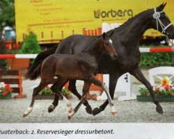 broodmare Dancing Queen (German Sport Horse, 2004, from Dionysos 19)