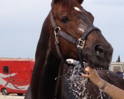 dressage horse Son Salieri (Hanoverian, 2006, from Salieri)