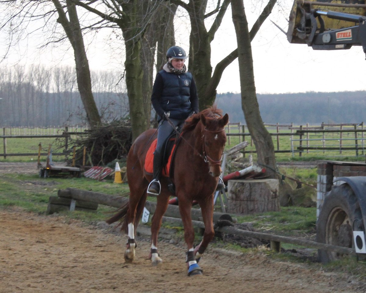 Dressurpferd Benjamin Button 4 (Westfale, 2009, von Belissimo NRW)