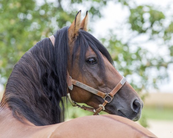 stallion BestBreed Mustang Tumbleweed (Mustang, 2009, from BestBreed Mustang Stormy)