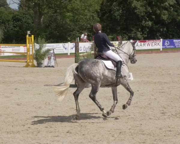 Reitturnier Öpfingen 2020