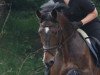 dressage horse Lizarro (Westphalian, 2005, from Lanciano)