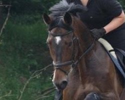 dressage horse Lizarro (Westphalian, 2005, from Lanciano)