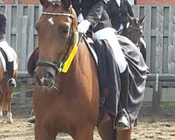 dressage horse Fitz Friedolien (Bavarian, 2010, from Fitz Roy)