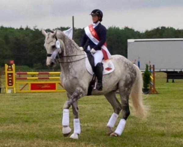 dressage horse Don Latino 2 (Holsteiner, 2003, from Dolany)