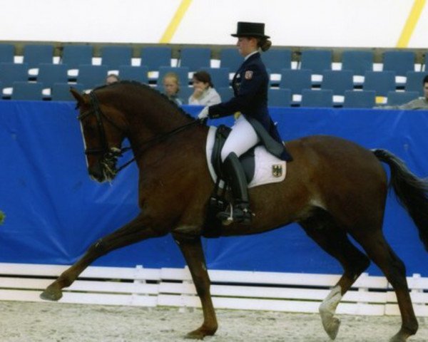 dressage horse Donaukoenig (Trakehner, 1989, from Königspark xx)