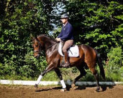 dressage horse Destino (Hanoverian, 2011, from Don Nobless)