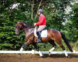 dressage horse Wallach von Don Romeo (Hanoverian, 2011, from Don Romeo)