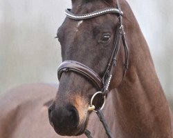 broodmare Sky of Love (Westphalian, 2011, from Silbermond)