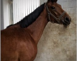 broodmare Victoria Secret (Westphalian, 2012, from Vitalis)