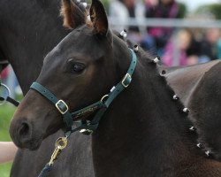 dressage horse Siard (Hanoverian, 2015, from San Heinrich)