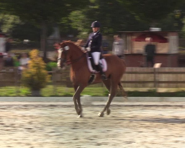 Reitturnier Schülp / Rendsburg 2020