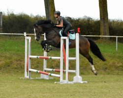 Springpferd Locke (Holsteiner, 2010, von Larimar)