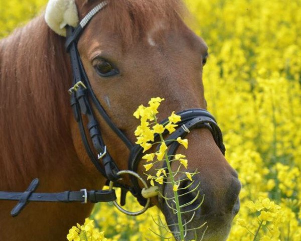 Pferd Arabella 657 (unbekannt, 2001, von Unbekannt)