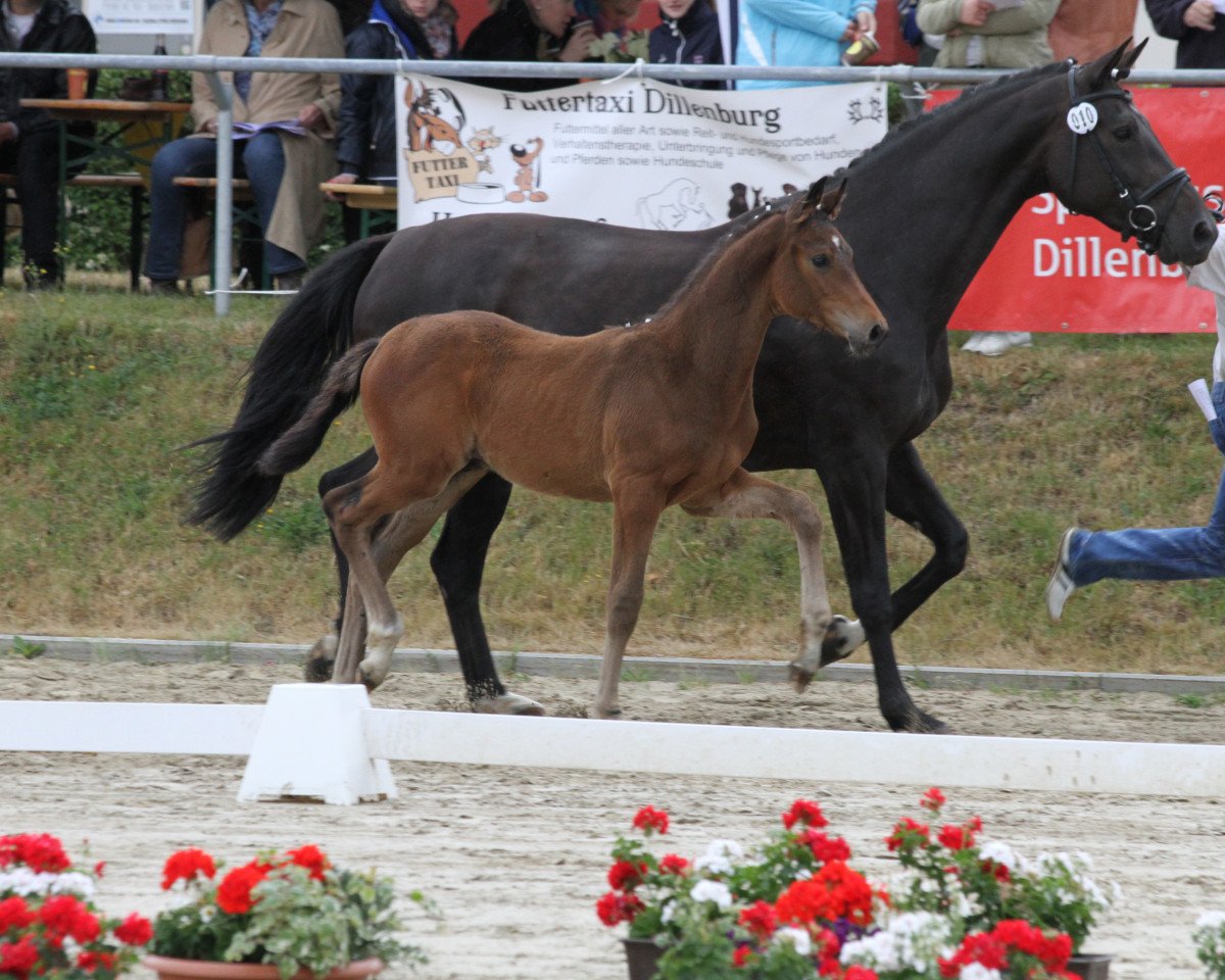 jumper Cordial (Hanoverian, 2015, from Conteur)