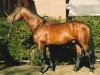 stallion Sir Salut (Hanoverian, 1986, from Salut)