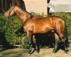 stallion Sir Salut (Hanoverian, 1986, from Salut)