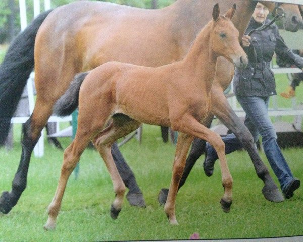 jumper Champagnerlaune (Oldenburg show jumper, 2011, from Chaccos' Son)