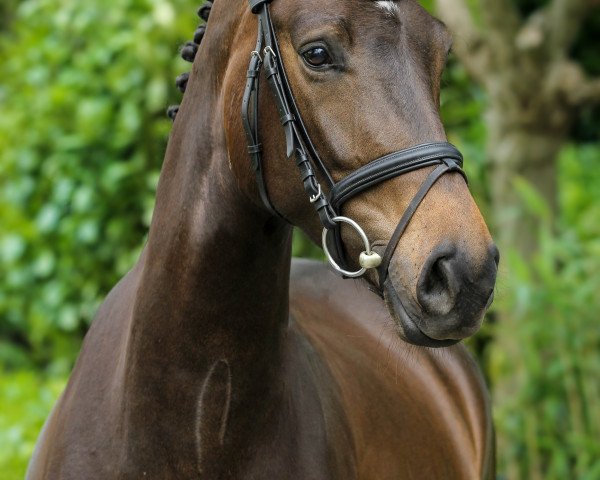 dressage horse Hoftraum V (Hanoverian, 2011, from Hofmarschall V)