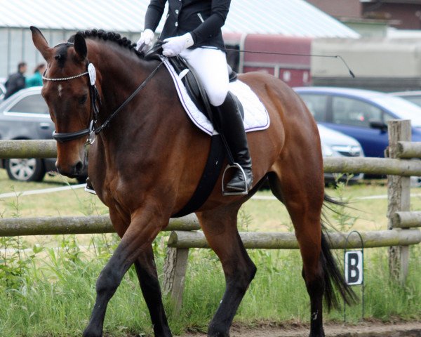 jumper Captain Morgan 10 (German Sport Horse, 2005, from Collini)