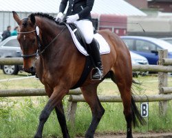 jumper Captain Morgan 10 (German Sport Horse, 2005, from Collini)