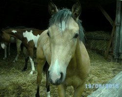 Pferd Happy Lady Dun It (Quarab, 2014, von Jeannes Happy Light)