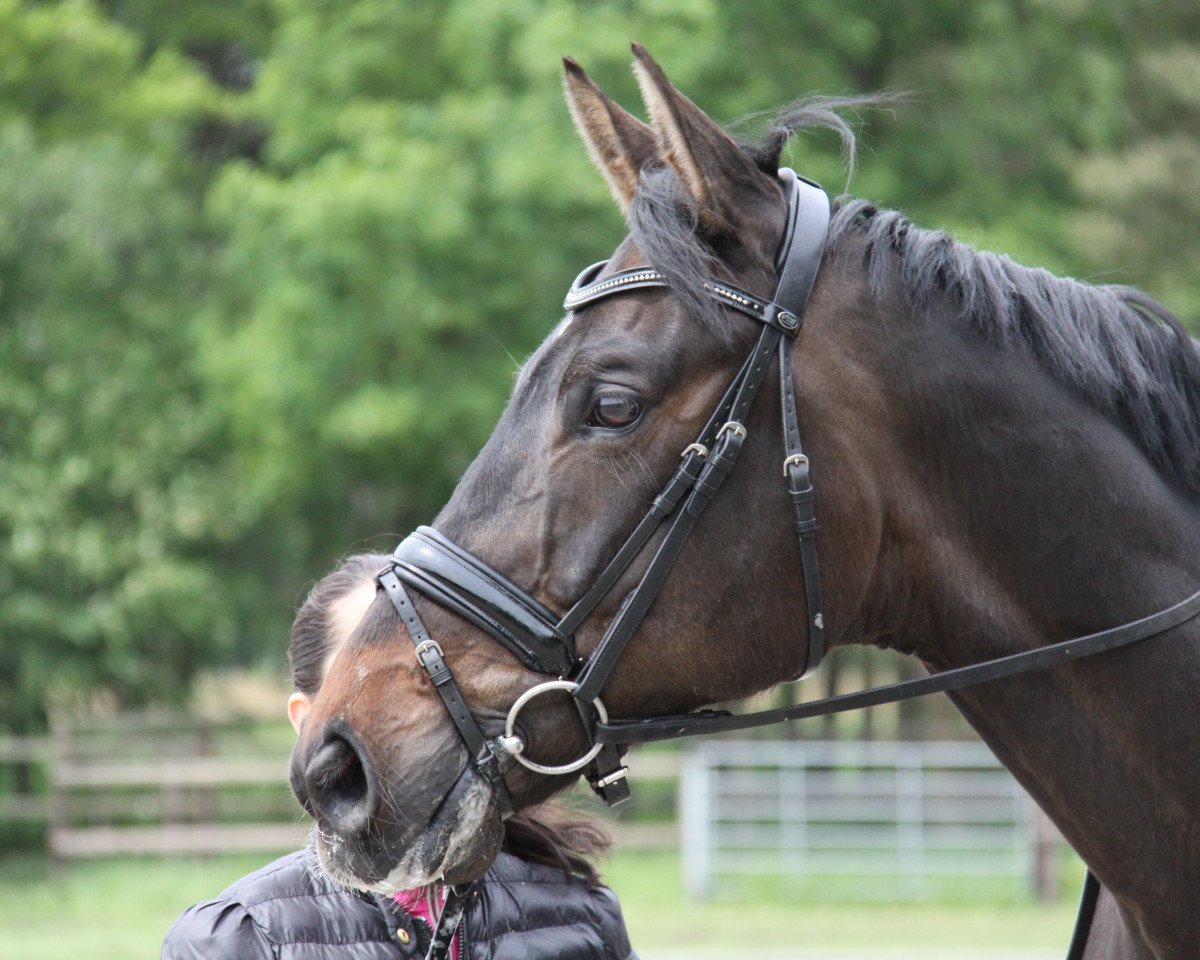 dressage horse Falk van der Voerde (Westphalian, 2005, from Feinsinn)